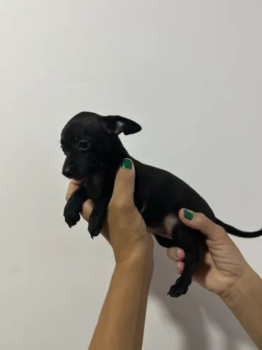 PINSCHER FEMEÂ NÚMERO 1