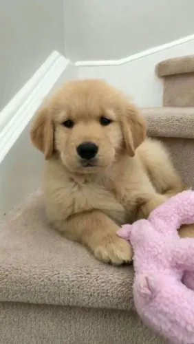Filhote Golden Retriever, Nada Como Ser Recebido com Amor Todos os Dias!
