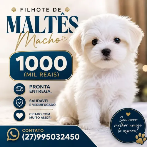 Filhote de maltês macho