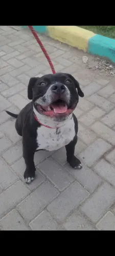AMERICAN BULLY POCKT 
