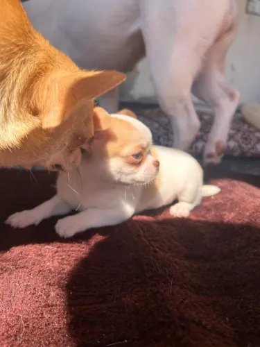 Cachorro com pedigree chihuahua