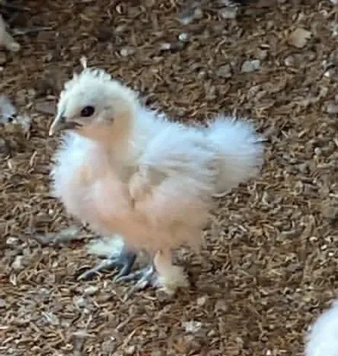 Galinha polonês 
