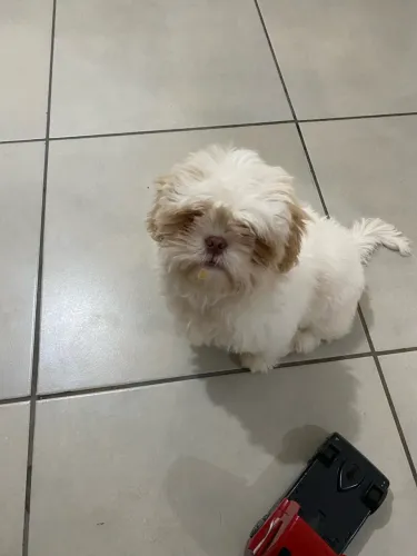 Shitzu macho disponível 