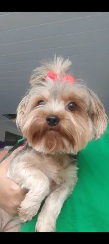 Vendo linda Yorkshire Terrier