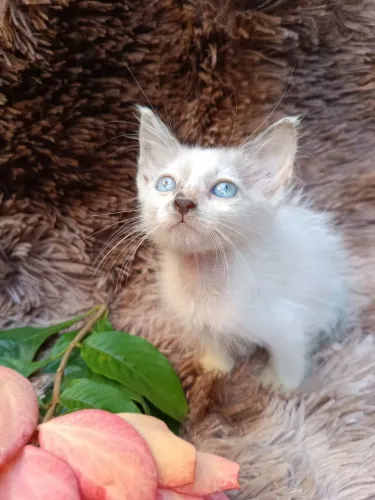 Adoção de Gatinho Siamês 
