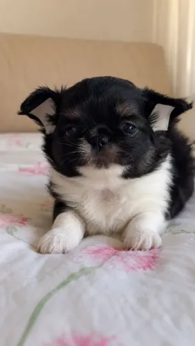 Chihuahua Pêlo Longo Macho!! Um Principe Disponível.