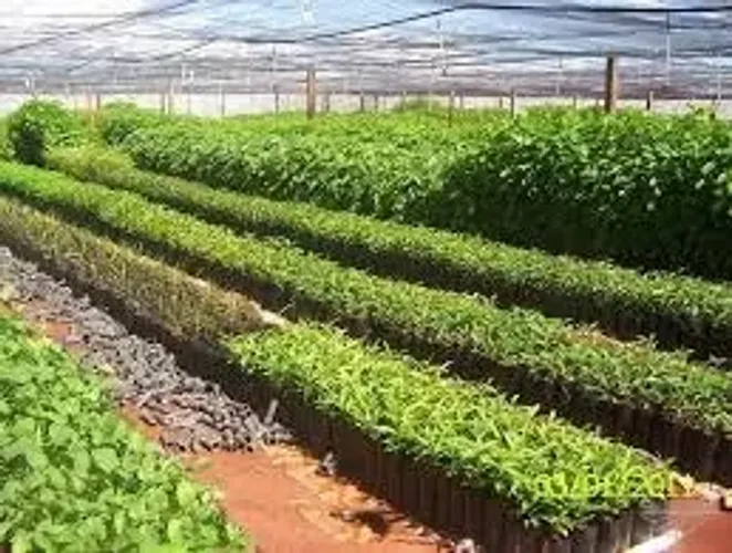 Compensação Ambiental e Plantio de Mudas Nativas em  goiania goias 