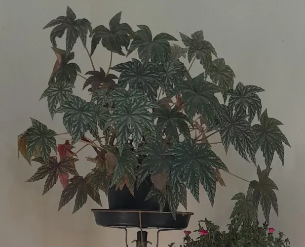 Planta Begônia 