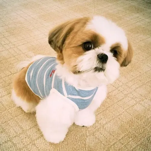 Shih Tzu filhote adorável e carinhoso