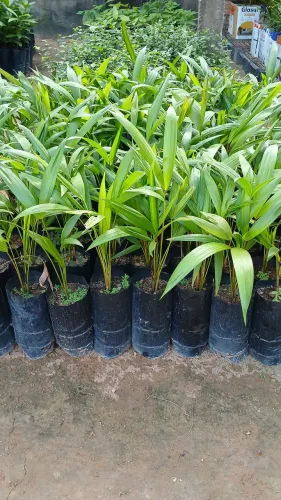 Vende-se mudas frutíferas