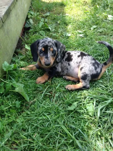 Dachshund (basset, teckel) jaspeado