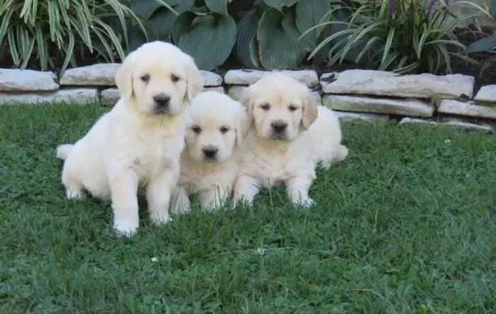 Filhotes de Golden Retriever - Fofura e saúde garantidas! 