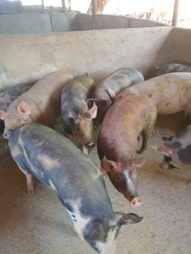 Porco caipira - Trindade-GO