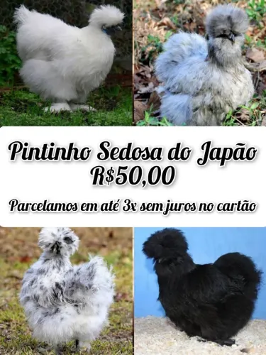Pintinhos Sedosa do Japão