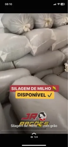 Silagem de milho ? ensacada com grão 