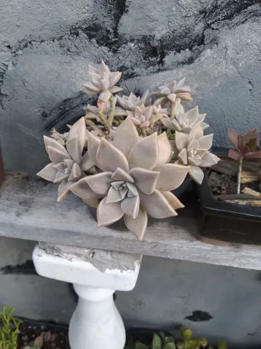 Suculenta Ornamental - Lindo Arranjo