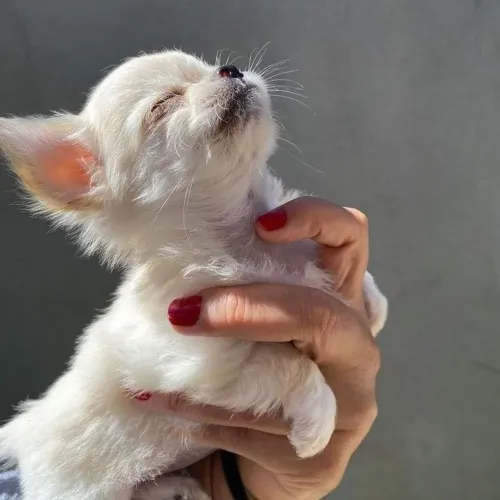 Filhote de Chihuahua várias cores ,  pelagem longa e curta