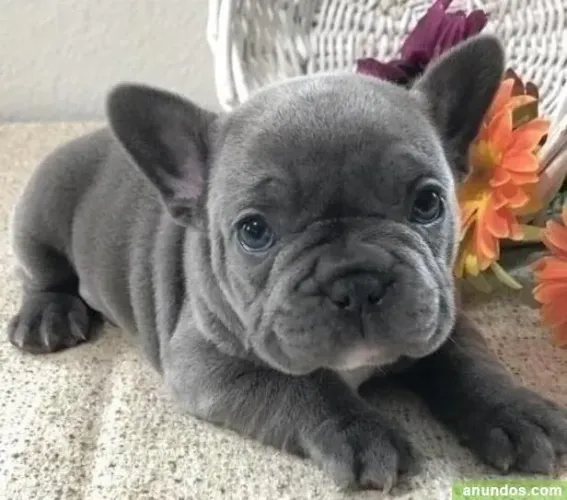 Temos filhotes de Bulldog Francês