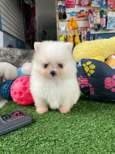 Spitz alemão macho anaozinho $3.500,00