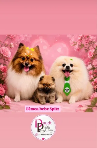 Bebezinha Spitz consultar valor no chat promoção 
