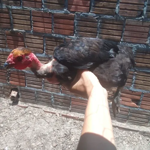Galo com 3 frangas caipira