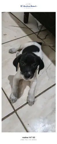 Cachorrinha pra doação