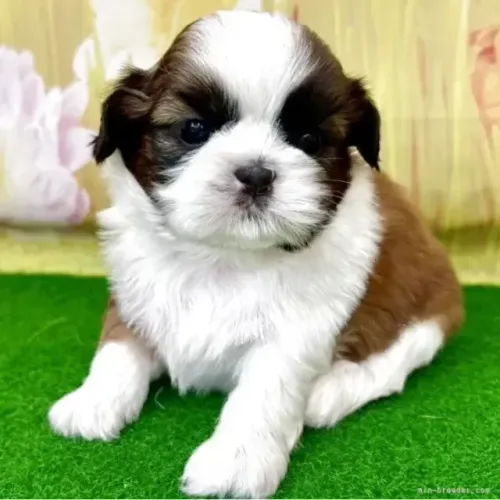 Bebezinho dócil e alegre Shih tzu/Shitzu