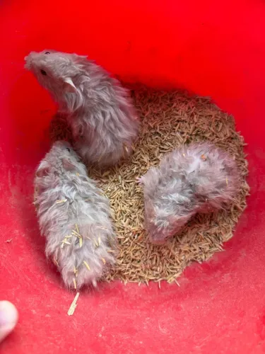 Hamster sírio angora 