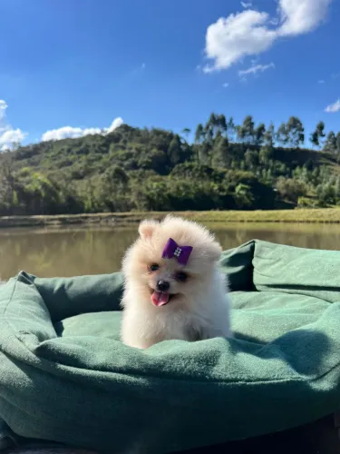 Filhotes de Spitz alemão Lulu da Pomerania 