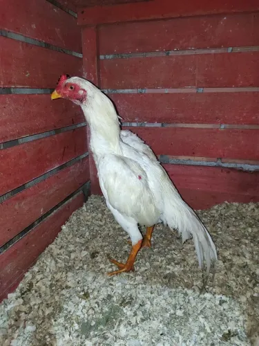 Frango índio branco Barrigueiro