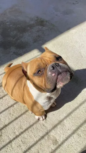 American bully 