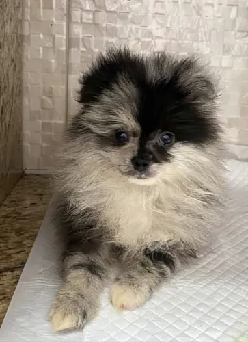 Macho Lulu Merle anão