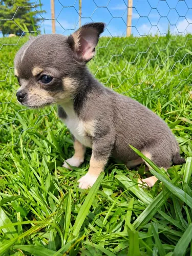 Casal de chihuahua 