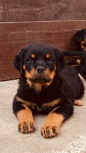 Rottweiler Alemão preço até domingo dia 20/08.