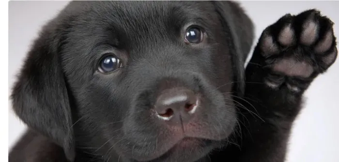 Labrador super amigavel