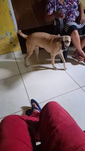 Doa-se linda cachorra vira-lata