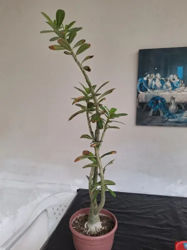 Rosas do deserto