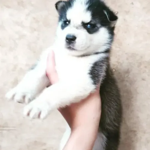 Filhotes de Husky Siberiano | Seu próximo companheiro merece ser conhecido!