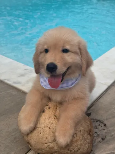 Golden Retriever