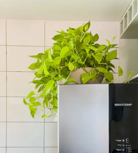 Planta Jibóia Neon volumosa (com vaso)