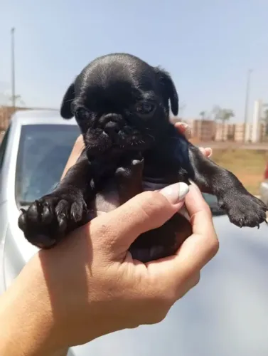 Pug Restam poucos lindinhos
