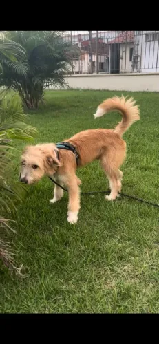 Doação Responsável - Castiel ?