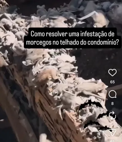 LIMPEZA DE FORROS SILOS MORCEGOS CUPINS TRAÇAS E BARATAS