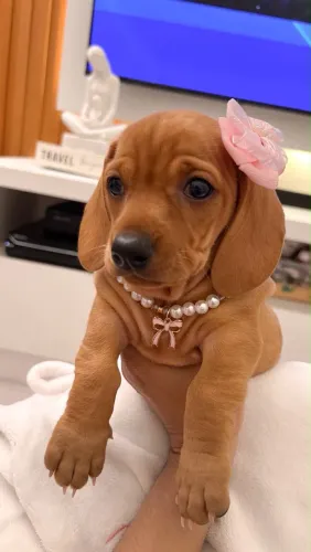 BASSET MINI LINDA