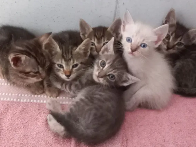 Gatinhos de 1 mês para adoção ?