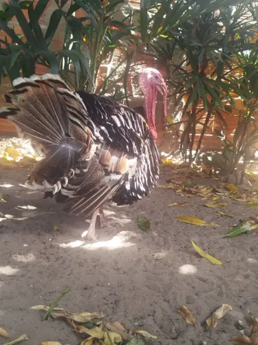 Peru macho e gordo