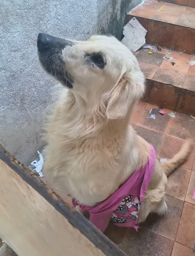 Doação de Golden macho