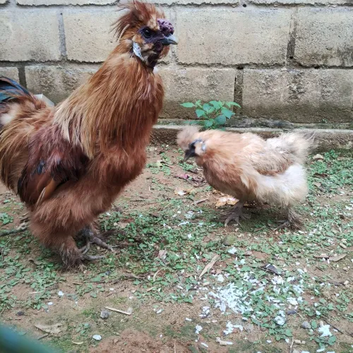 Vendo Galos e Galinhas Cedosas e casal de Pombos Rabo de Leque.