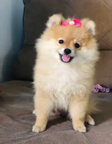 Vendo filhotes de Spitz alemão