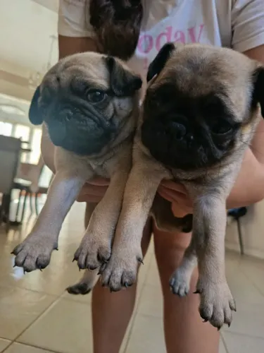 Pug